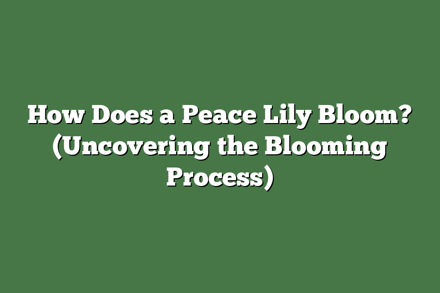 How Does a Peace Lily Bloom? (Uncovering the Blooming Process)