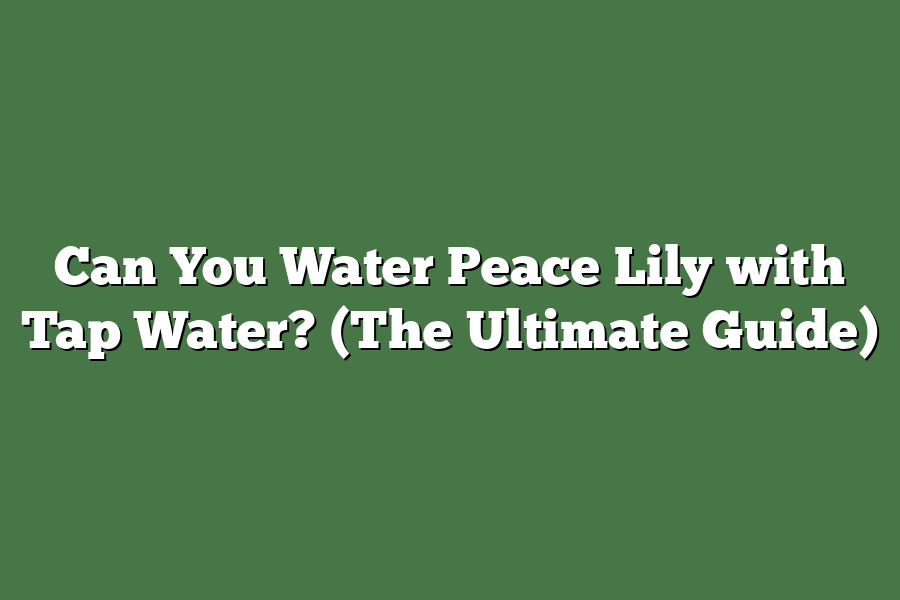 Can You Water Peace Lily with Tap Water? (The Ultimate Guide)