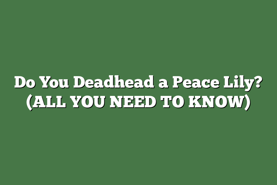 Do You Deadhead a Peace Lily? (ALL YOU NEED TO KNOW)