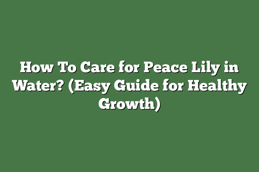 How To Care for Peace Lily in Water? (Easy Guide for Healthy Growth)