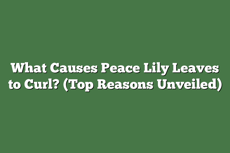 What Causes Peace Lily Leaves to Curl? (Top Reasons Unveiled)