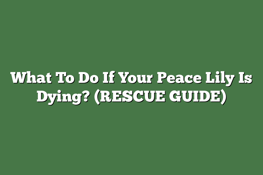 What To Do If Your Peace Lily Is Dying? (RESCUE GUIDE)