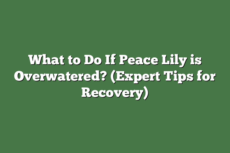 What to Do If Peace Lily is Overwatered? (Expert Tips for Recovery)