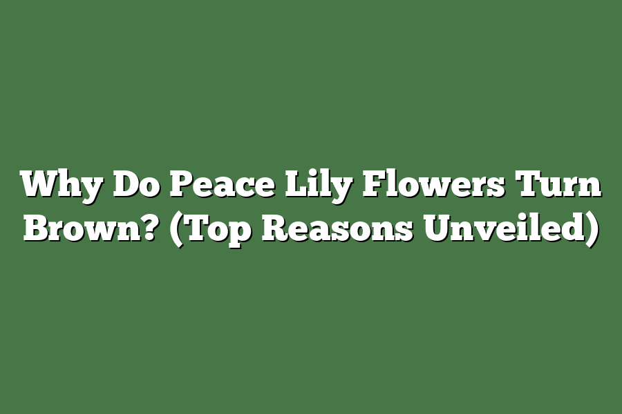 Why Do Peace Lily Flowers Turn Brown? (Top Reasons Unveiled)