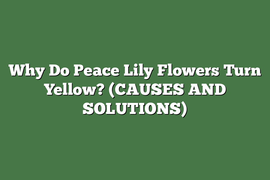 Why Do Peace Lily Flowers Turn Yellow? (CAUSES AND SOLUTIONS)