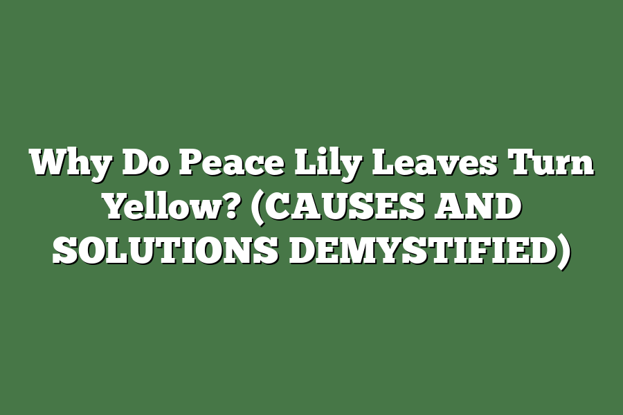 Why Do Peace Lily Leaves Turn Yellow? (CAUSES AND SOLUTIONS DEMYSTIFIED)