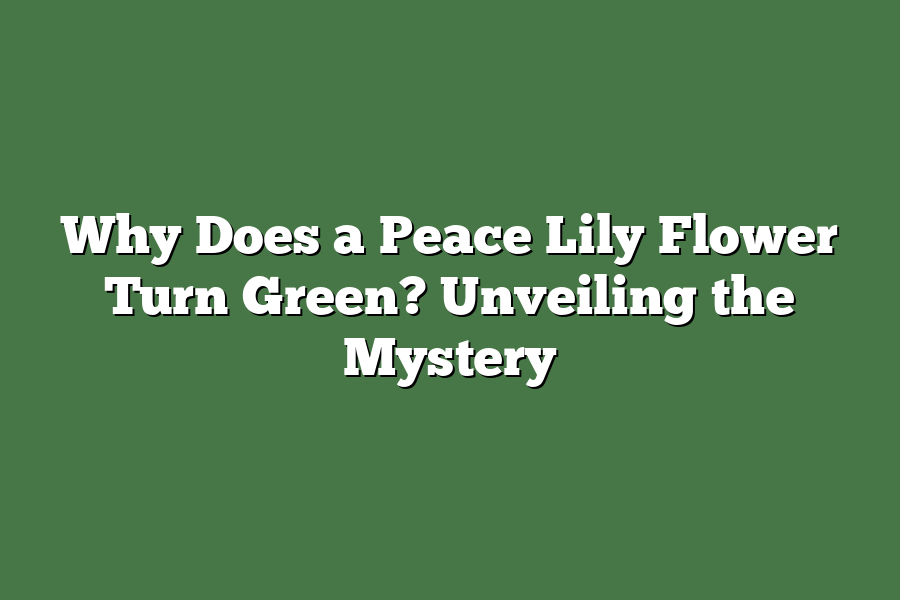 Why Does a Peace Lily Flower Turn Green? Unveiling the Mystery