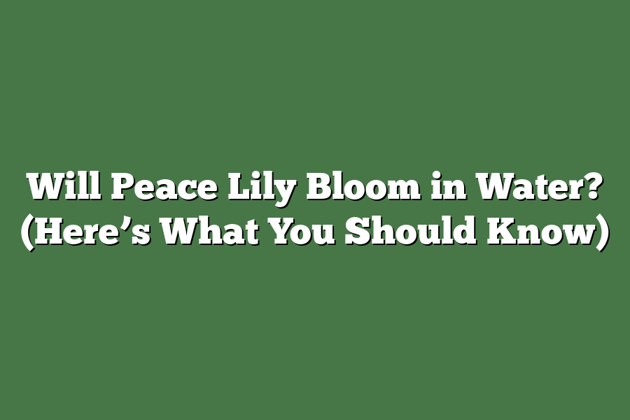 Will Peace Lily Bloom in Water? (Here’s What You Should Know)